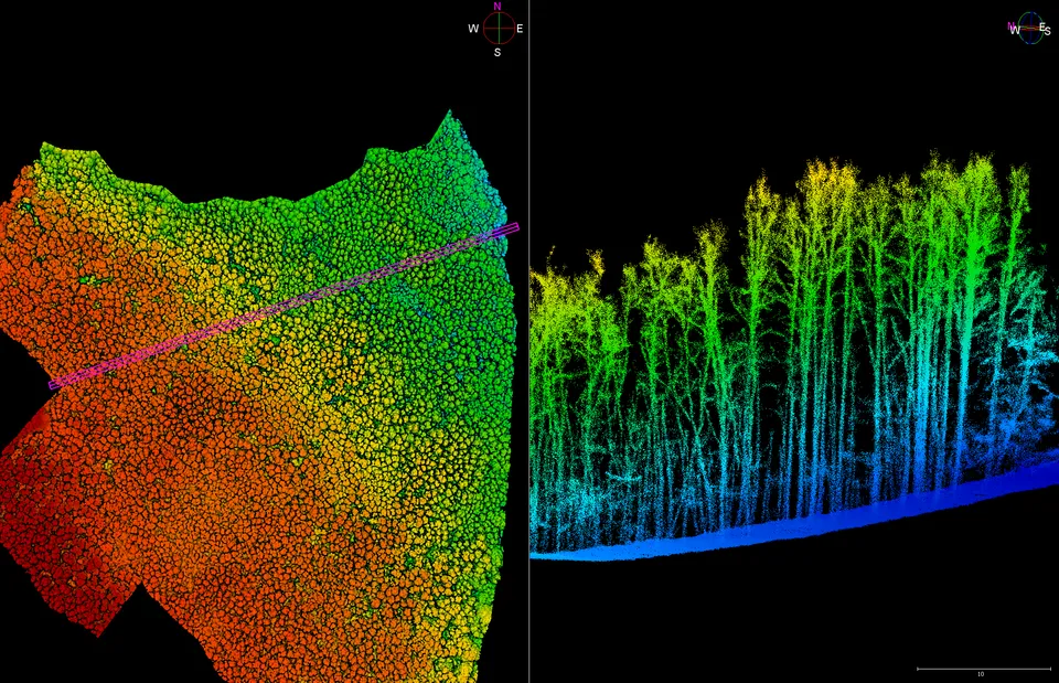 LiDAR pontfelhő felülnézetben egy metszetvonallal, mellette a faállomány keresztmetszete a törzsekkel és a talajszinttel