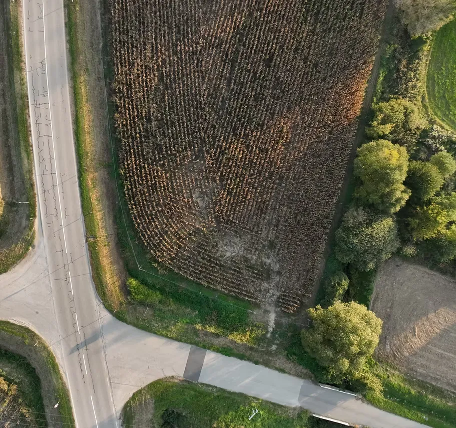 Kukoricatábla széle madártávlatból, a sorok között károsodott folttal, mellette út és fasor